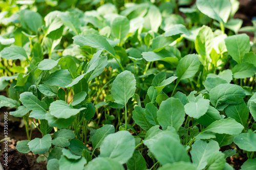 Wallpaper Mural Chinese kale vegetable Torontodigital.ca