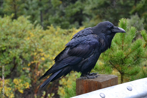 A Large Raven Perched on a Post
