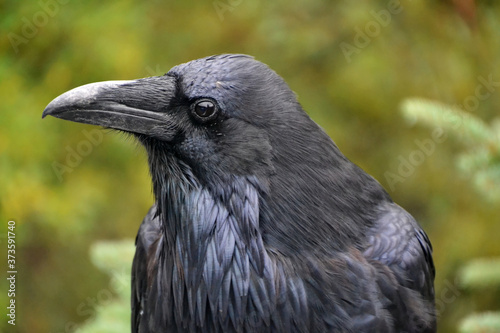 Close Up of a Watchful Raven