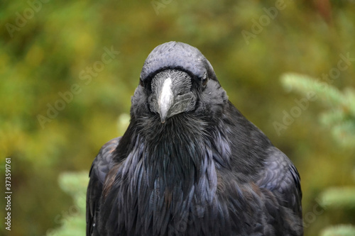 Close Up of a Watchful Raven