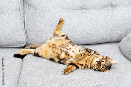 Bengal young cat is sleeping on gray sofa, cute tabby kitten funny lying on couch.