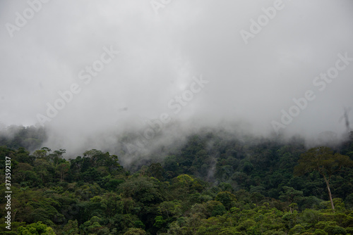 verde  niebla  forest    rboles