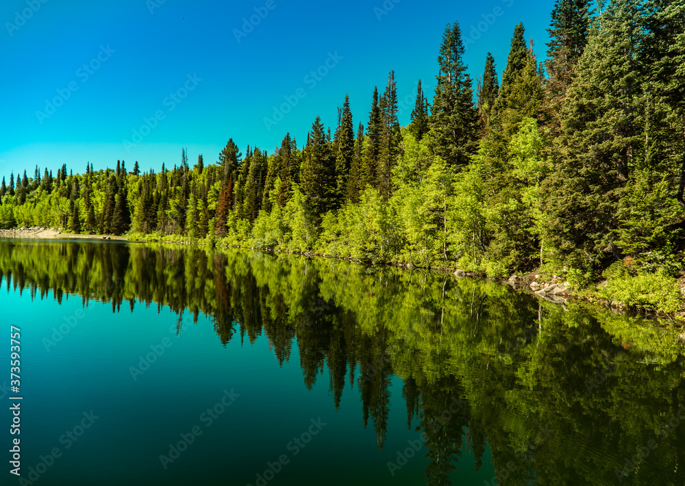 Obraz premium lake in the forest