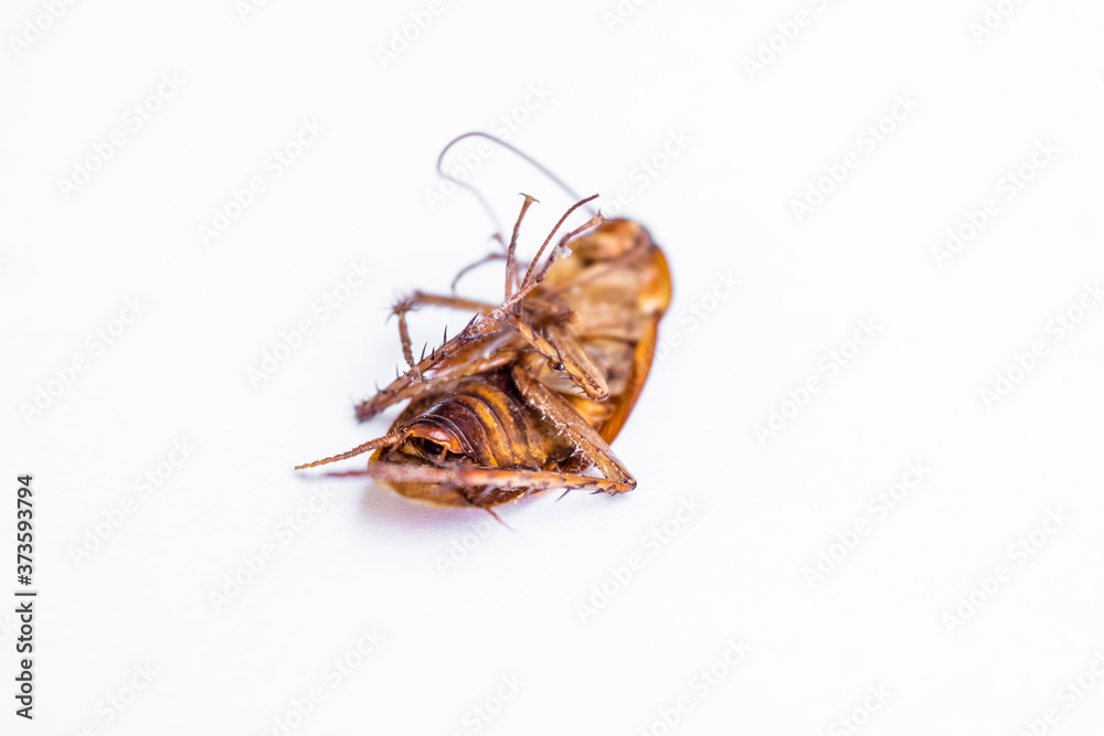 Dead cockroach on white