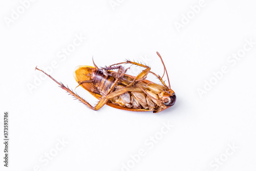 Dead cockroach on white