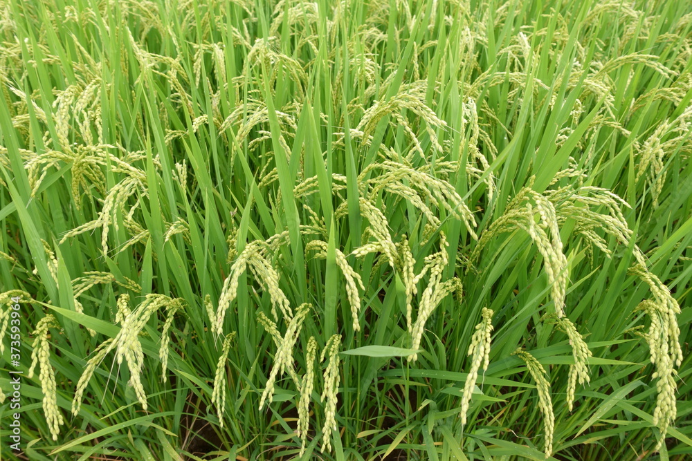 実りの秋　初秋の稲穂