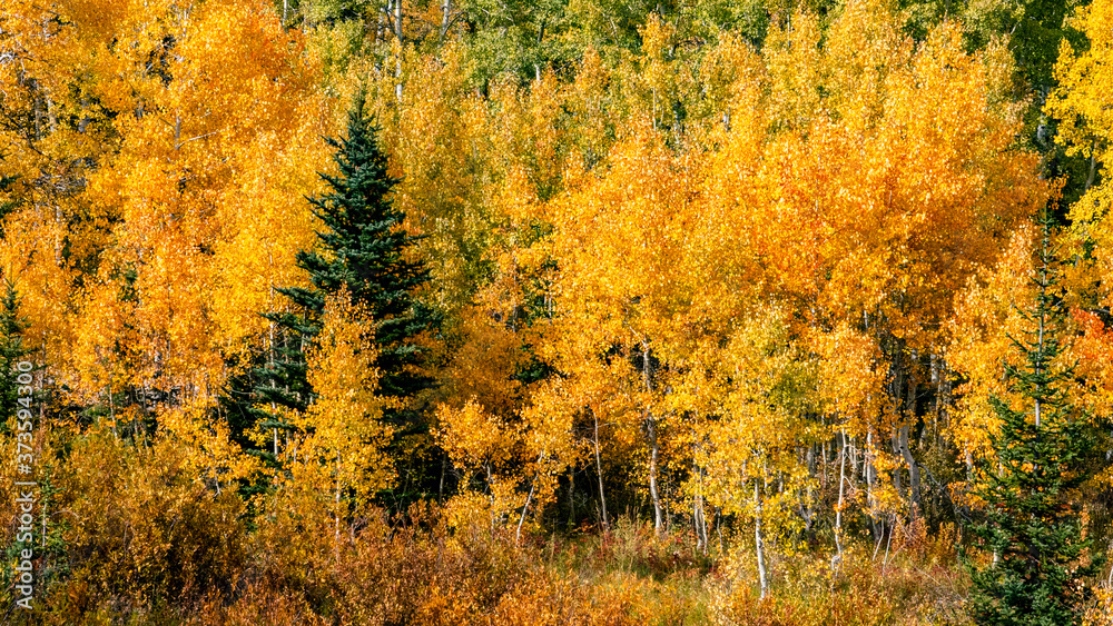 Autumn Forest