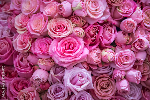 Roses wall background. Nature  fresh pink wedding flowers