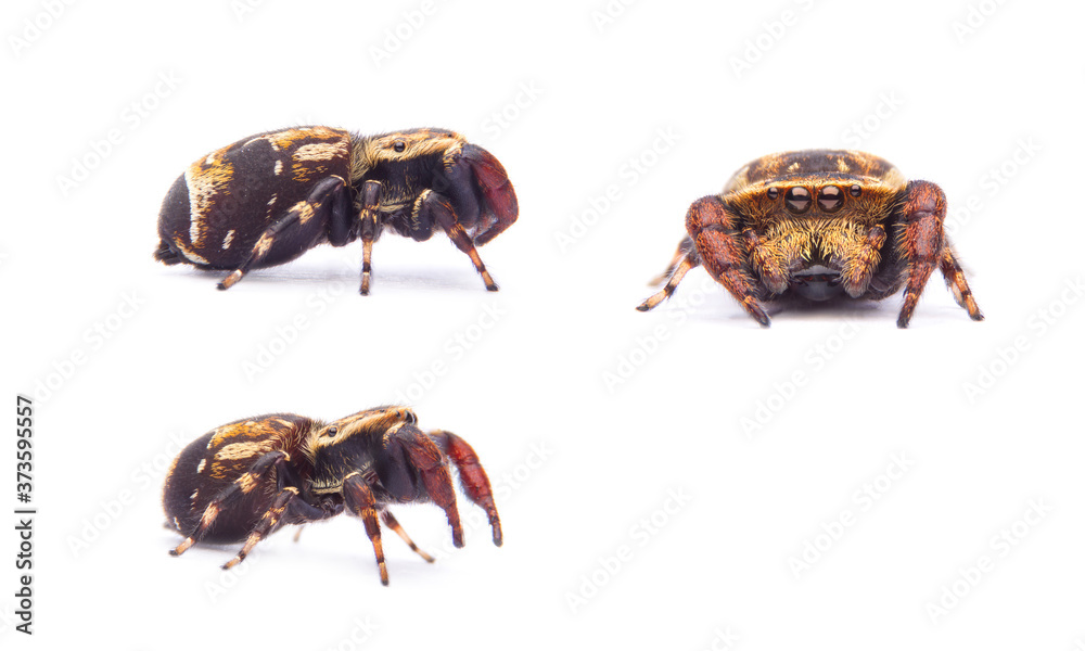 Rhene spider isolated on white background. Rhene spider isolated on white background.
