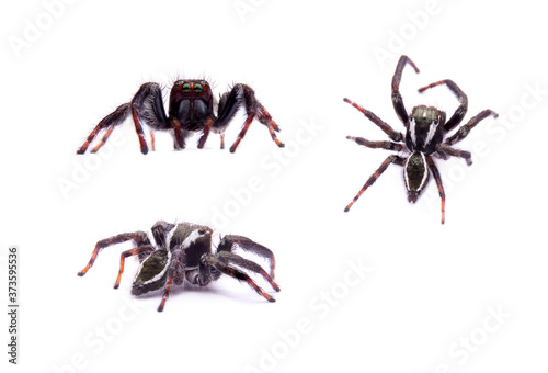 Carrhotus viduus isolated on white background.