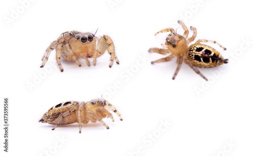 Thyene imperialis isolated on white background. photo