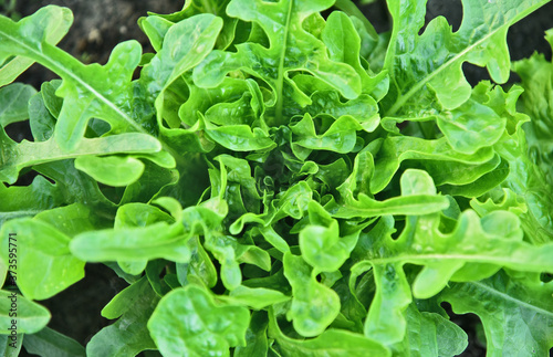 Green Oakleaf Lettuce  in the garden with full frame.