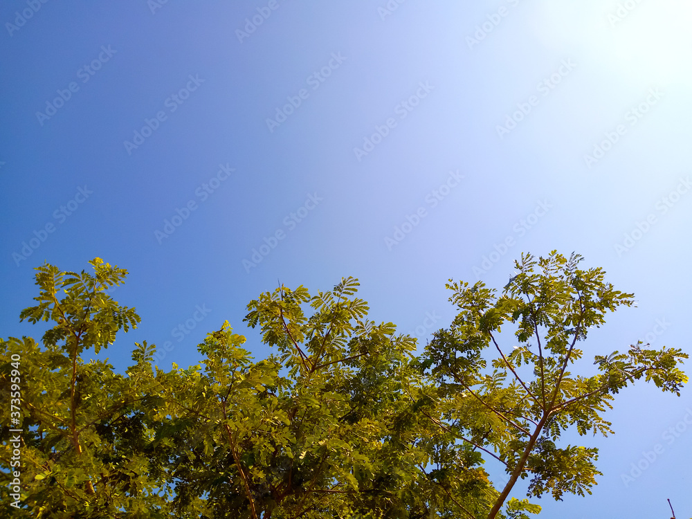 Green tree with sky as nature background Green tree with sky as nature background