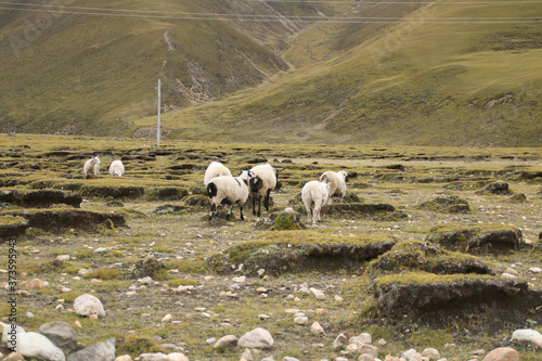 A group of white pashmina goats with the green grassland in Tibet, China