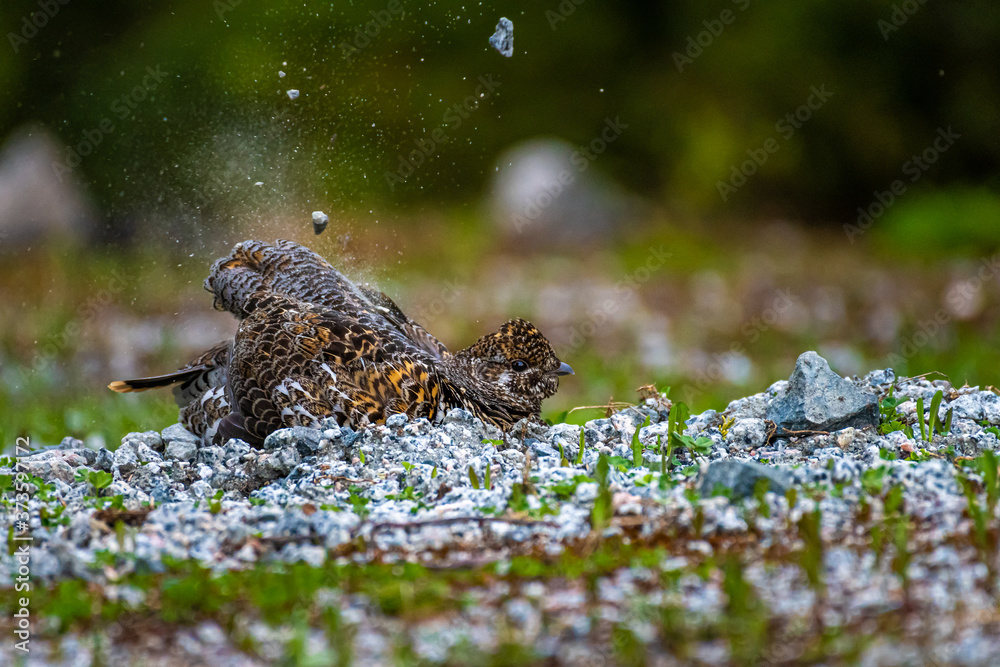 Fototapeta premium Female spruce grouse (Falcipennis canadensis) taking a sand bath with flying pebbles