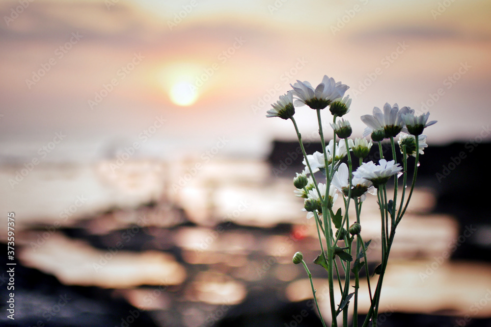 Wall Mural White daisy flowers blossom on blurry sunset sunrise light background