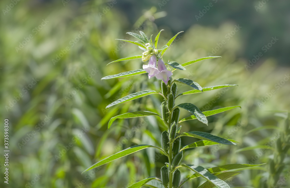 Flower and seeds of black sesame (Sesamum indicum), growing in a farm