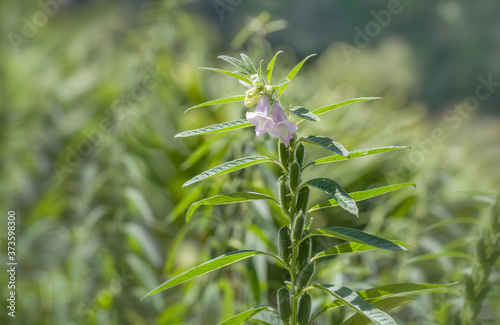 Flower and seeds of black sesame (Sesamum indicum), growing in a farm photo