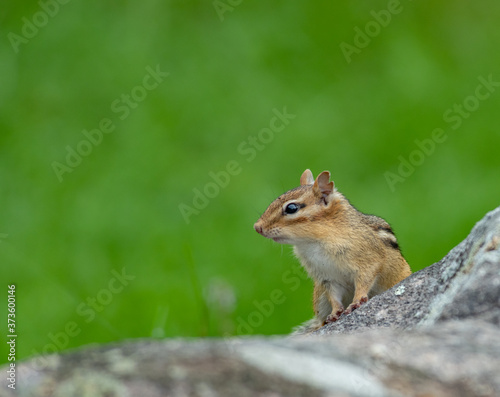 Terrestrial squirrel of the genera Tamias aka Chipmunk landscape