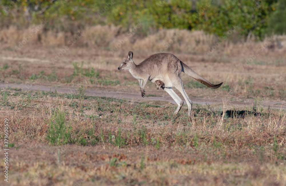 The eastern grey kangaroo (Macropus giganteus) is a marsupial found in eastern third of Australia, The eastern grey kangaroo (Macropus giganteus) is a marsupial found in eastern third of Australia,