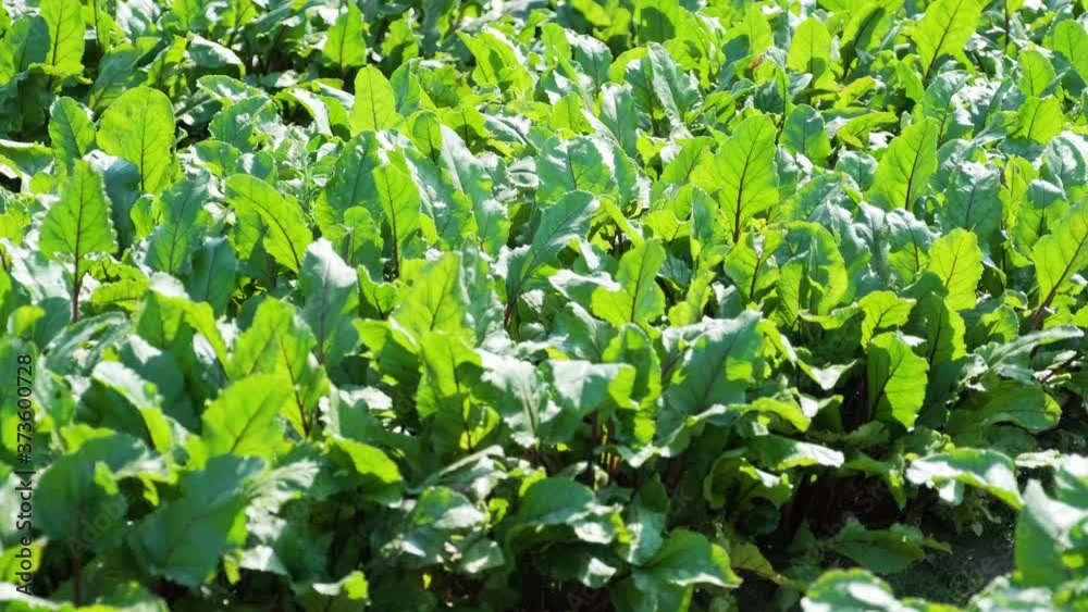 Red beetroots, organic beets with leaves on soil background Red beetroots, organic beets with leaves on soil background