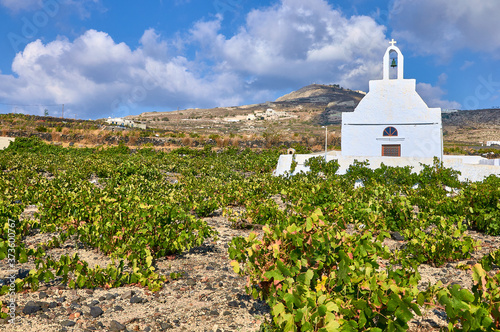 Santorini traditional grapevines fields in Megalochori village