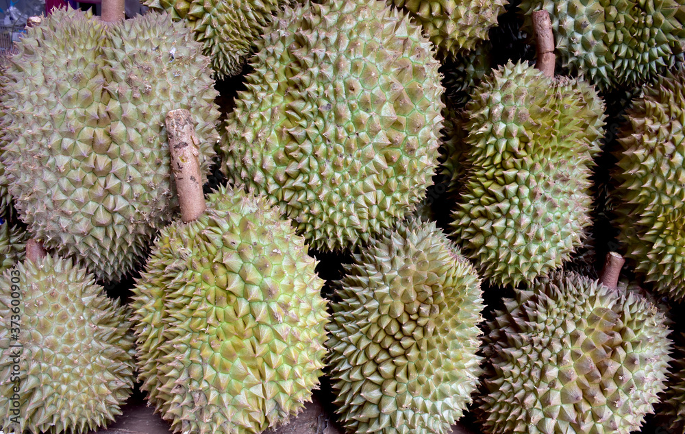 Closeup of Fresh Durians for sale on a market in Thailand, fruit king in Thailand. Durian is a fruit with yellow flesh, sweet and delicious.