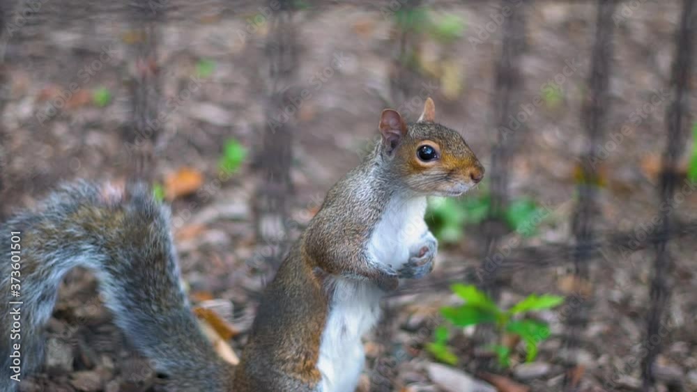 Wild Squirrel Behind Fence in Central Park, New York, Close Up