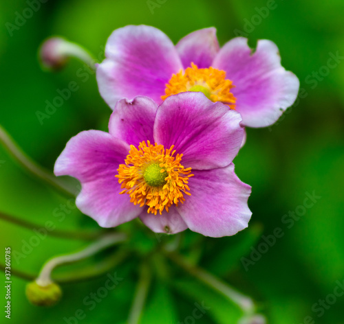 Purple Anemone