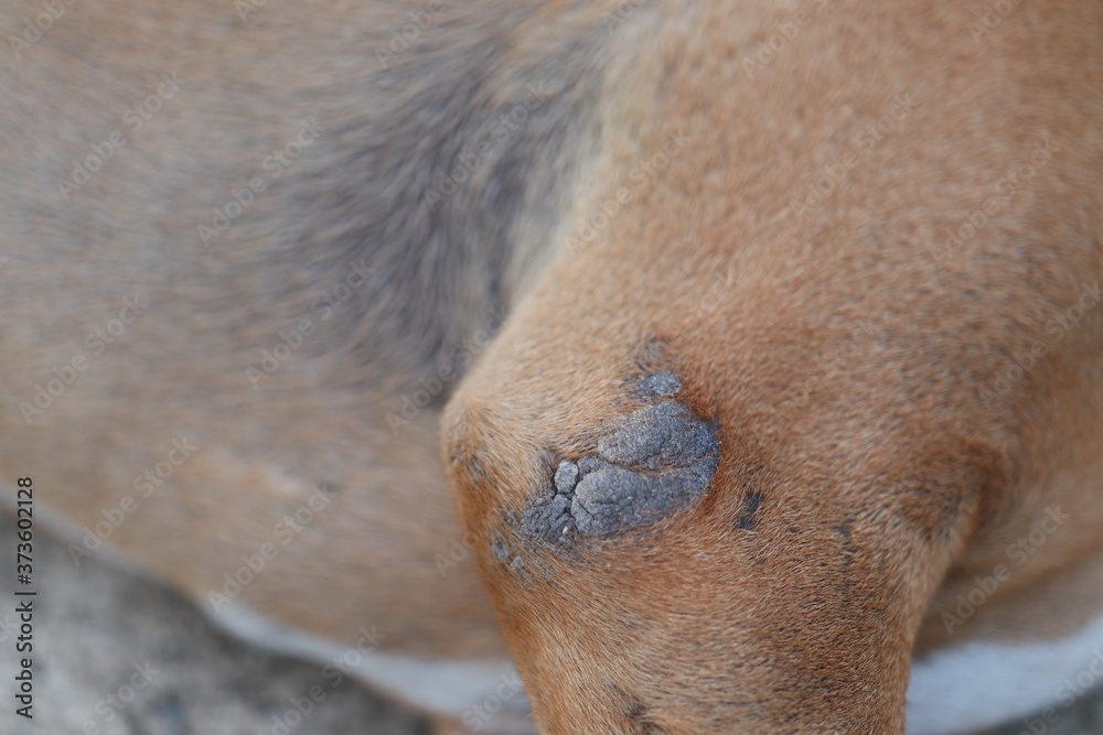 Fototapeta premium close up of a horse