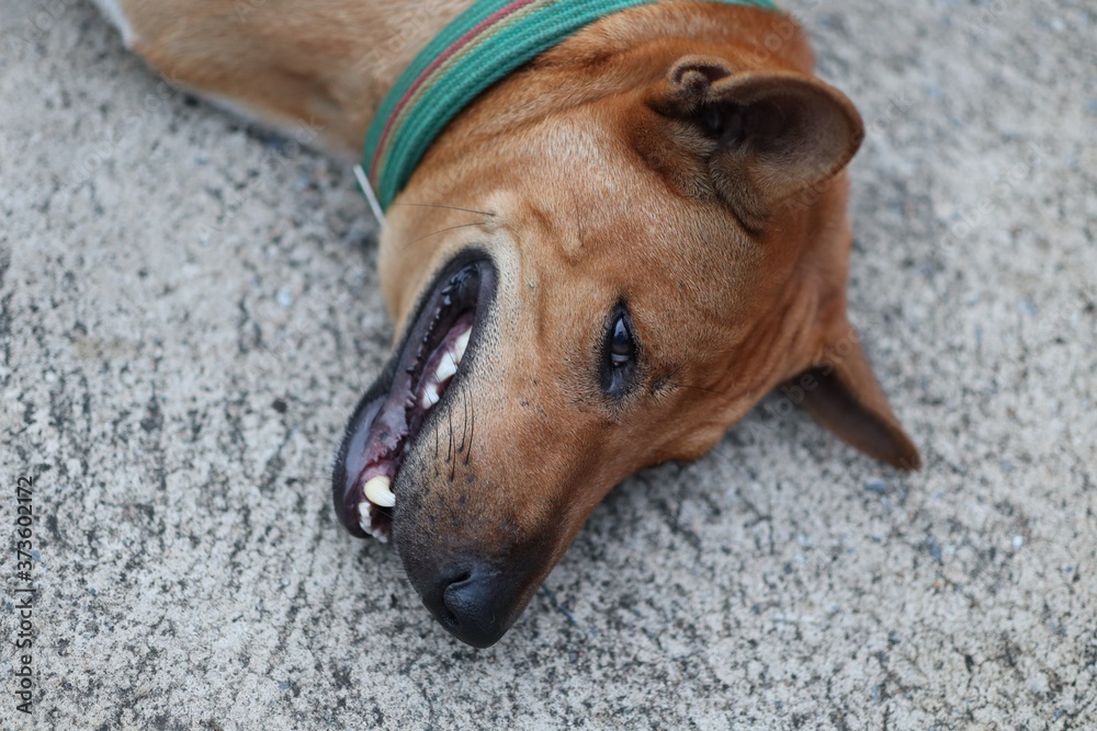 portrait of a brown dog