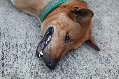 portrait of a brown dog