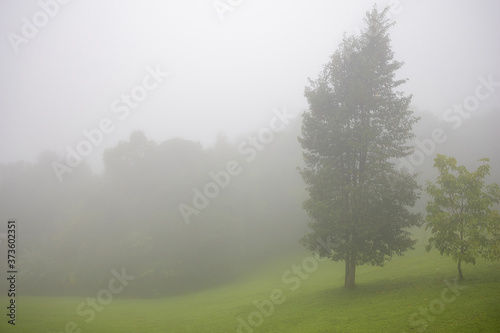 Forest in the mist as a background. Beautiful natural landscape in the rainy season.