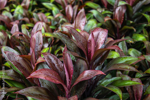 close up of red and green plant