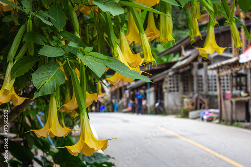 MAE KAM PONG yellow flowers in the park