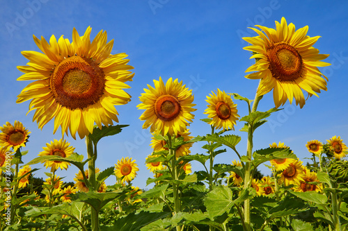 Sunflower field with happy yellow flowers turning towards the sun on a beautiful blue sky day in summer