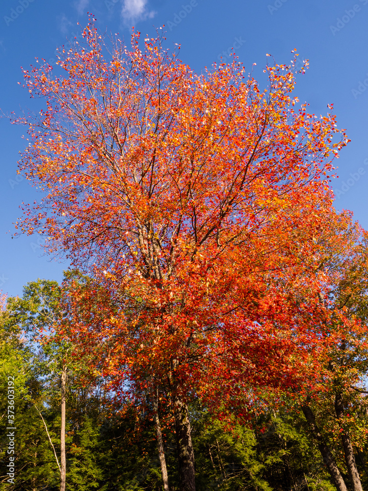 Autumn on New England by Constantine