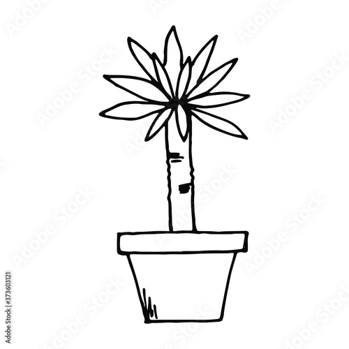 Home plant in a pot, indoor flower. Vector illustration.