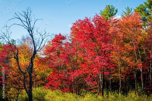 Autumn on New England by Constantine