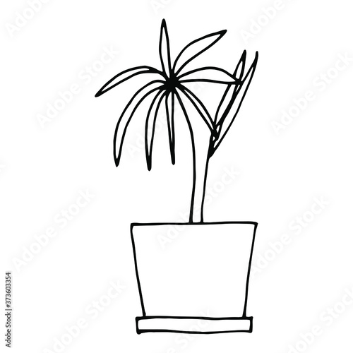 Indoor flower in a pot, home plant. Outline drawing with a black liner isolated on a white background. Vector illustration.