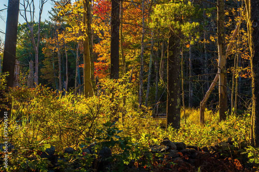 Obraz premium Autumn on New England by Constantine