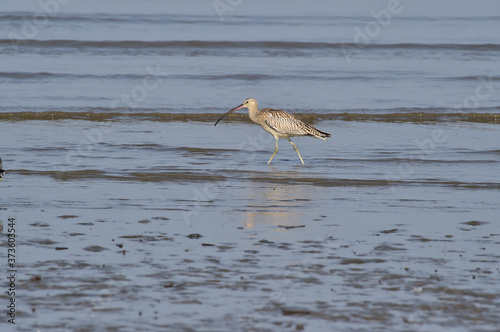 Longbill Snipe(Scolopacidae) bird on the seashore in Janghang-eup, Seocheon-gun, South Korea. © Yeongsik Im