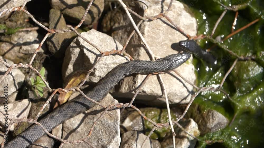 snake crawling over stones, snake in the sun snake crawling over stones, snake in the sun