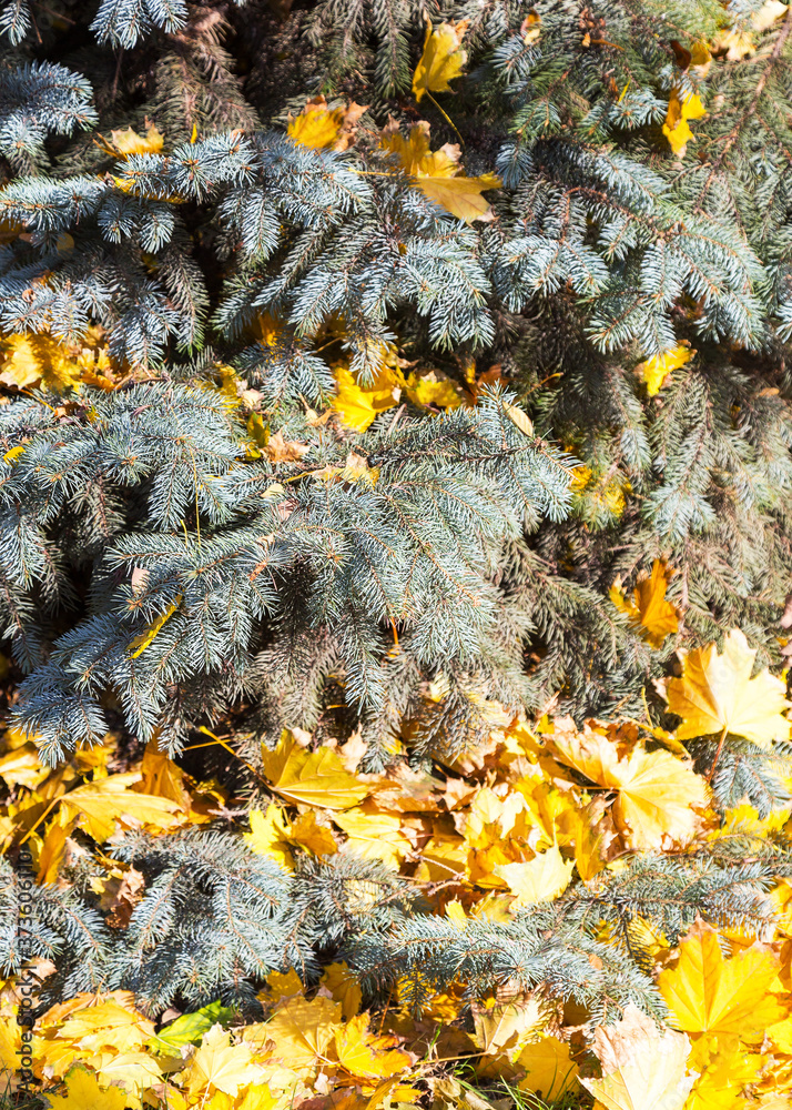 Obraz premium Autumn yellow leaves on the branches of blue spruce, as the background for your art design