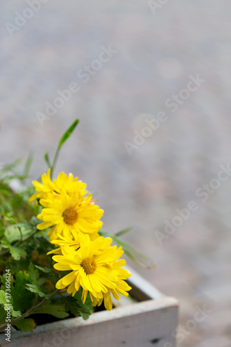 Chrysanthemum on blurred background  Beautiful autumn yellow flowers. As background for your art project