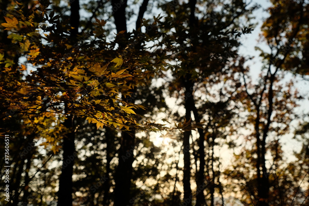 Fototapeta premium 秋山の紅葉。高尾山、陣馬山。Orange color leaves, autumn time Japan 