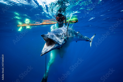 Spearfishing Wahoo