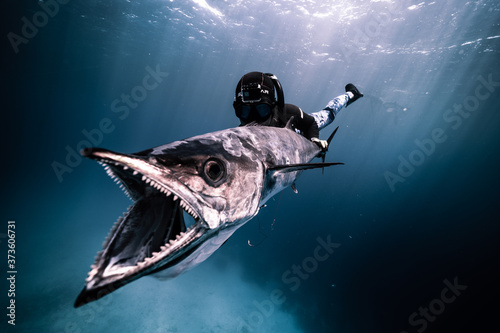 Spearfishing Kingfish