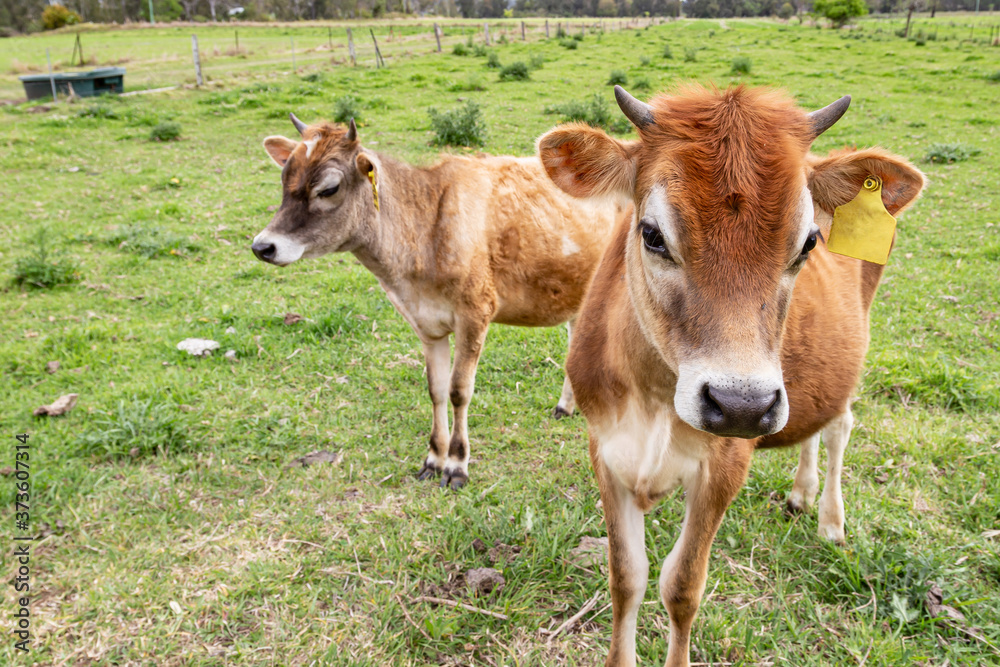 calves in a field