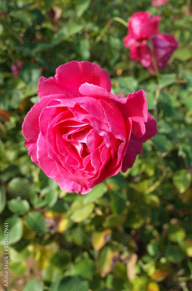 Pink Flower of Rose 'Koigokoro' in Full Bloom
Pink Flower of Rose 'Koigokoro' in Full Bloom